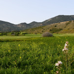 Investment Opportunity Field in the Girne Göçeri Region!