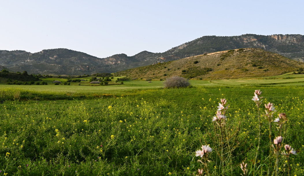 Investment Opportunity Field in the Girne Göçeri Region!-1